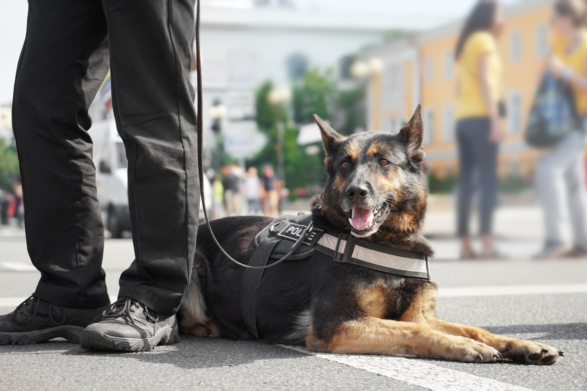 Smart Police Dog Outdoors