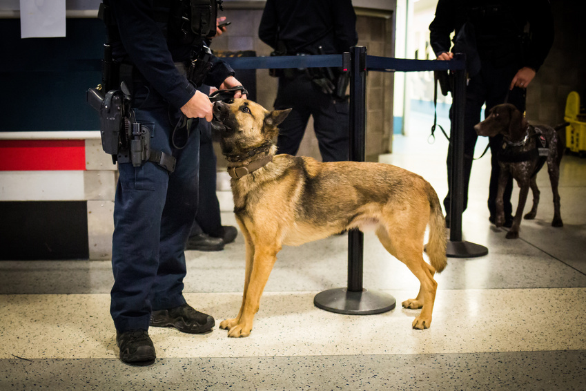 Police Dog with Officer
